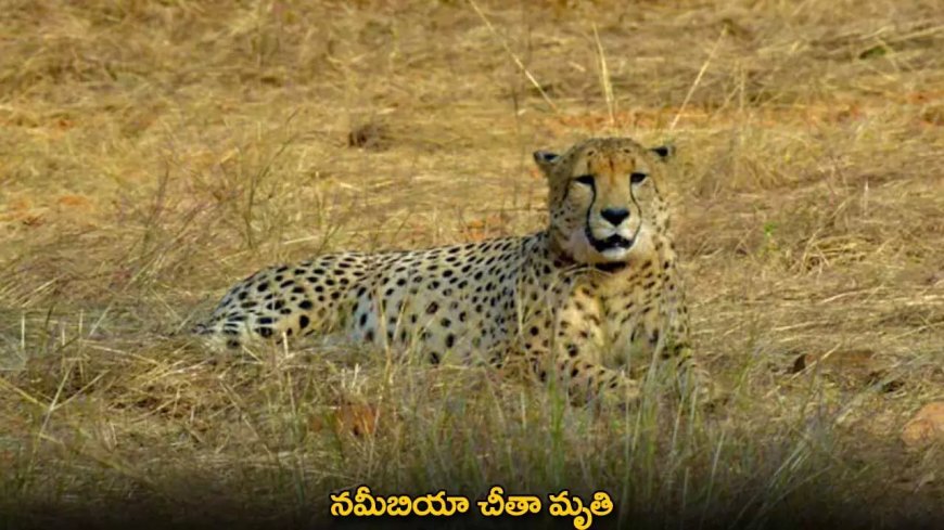 Namibian Cheetah : నమీబియా చీతా మృతి